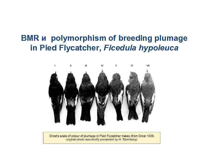 BMR и polymorphism of breeding plumage in Pied Flycatcher, Ficedula hypoleuca 