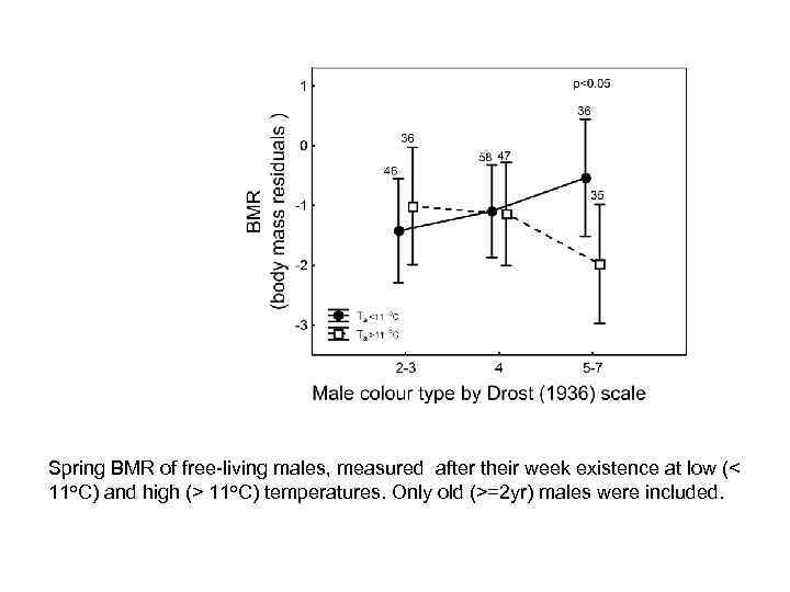 Spring BMR of free-living males, measured after their week existence at low (< 11