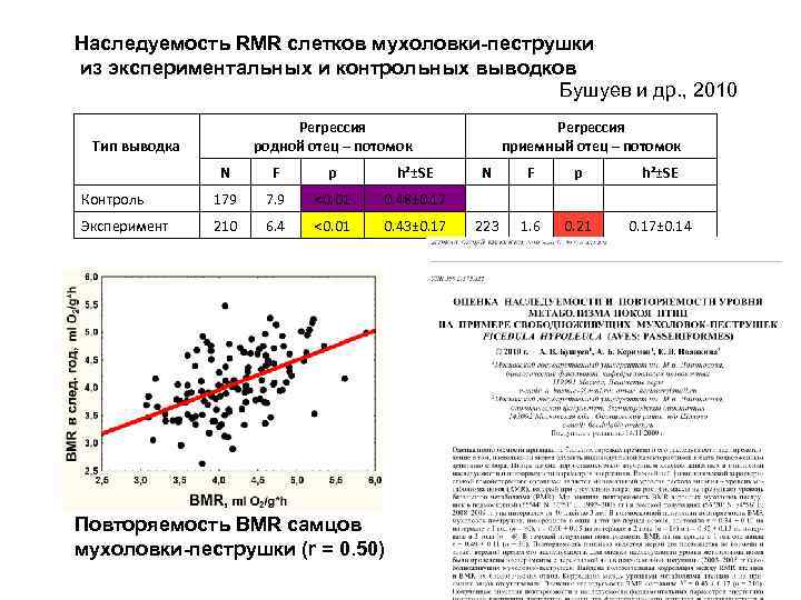 Наследуемость RMR слетков мухоловки-пеструшки из экспериментальных и контрольных выводков Бушуев и др. , 2010