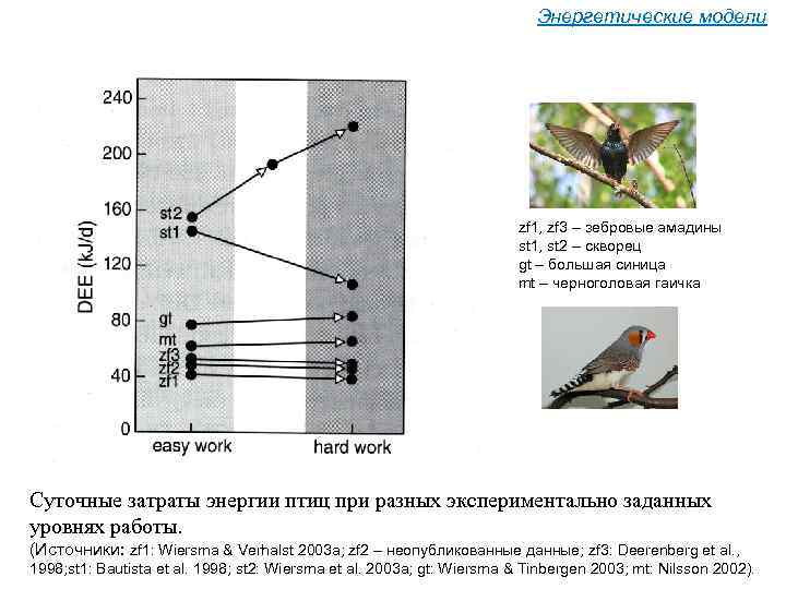 Энергетические модели zf 1, zf 3 – зебровые амадины st 1, st 2 –