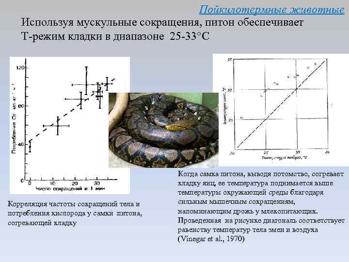 Пойкилотермные животные Используя мускульные сокращения, питон обеспечивает Т-режим кладки в диапазоне 25 -33°С Корреляция