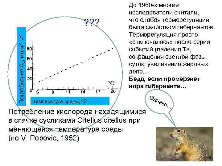 Потребление О 2, мл кг-1 ч-1 ? ? ? о. C До 1960 -х