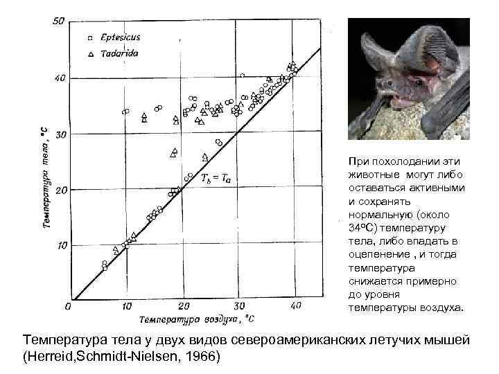 При похолодании эти животные могут либо оставаться активными и сохранять нормальную (около 34 о.