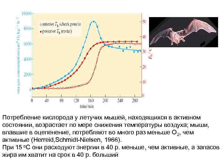 Потребление кислорода у летучих мышей, находящихся в активном состоянии, возрастает по мере снижения температуры
