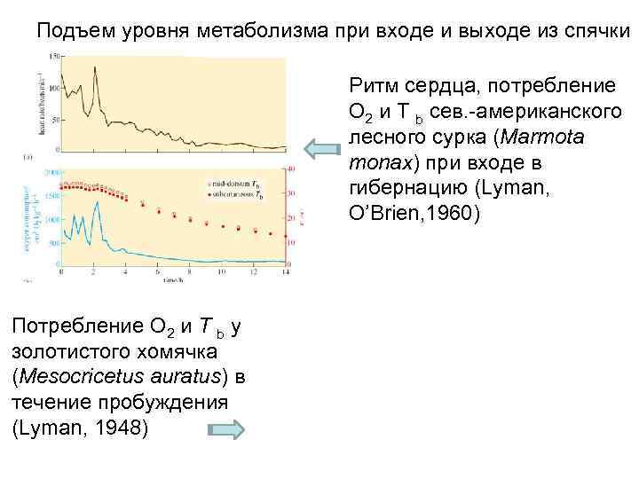 Подъем уровня метаболизма при входе и выходе из спячки Ритм сердца, потребление О 2