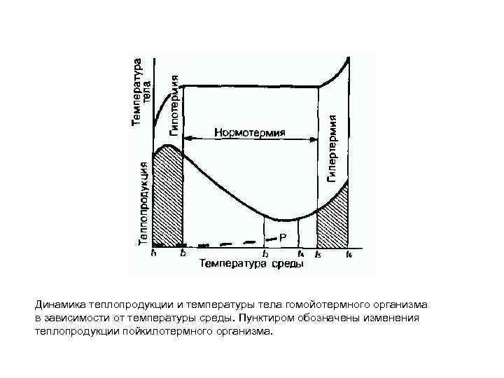 Динамика теплопродукции и температуры тела гомойотермного организма в зависимости от температуры среды. Пунктиром обозначены