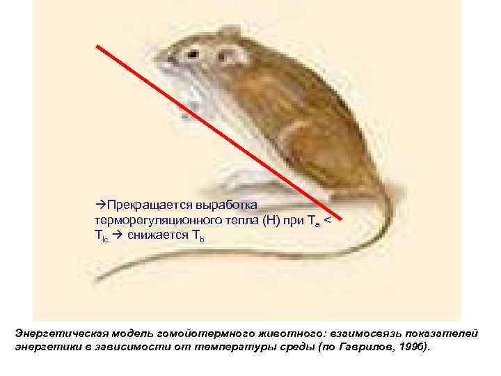  Прекращается выработка терморегуляционного тепла (H) при Та < Tlc снижается Тb Энергетическая модель