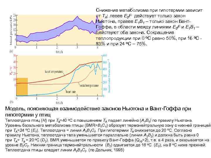 Снижение метаболизма при гипотермии зависит от ТА: левее E 2 F действует только закон