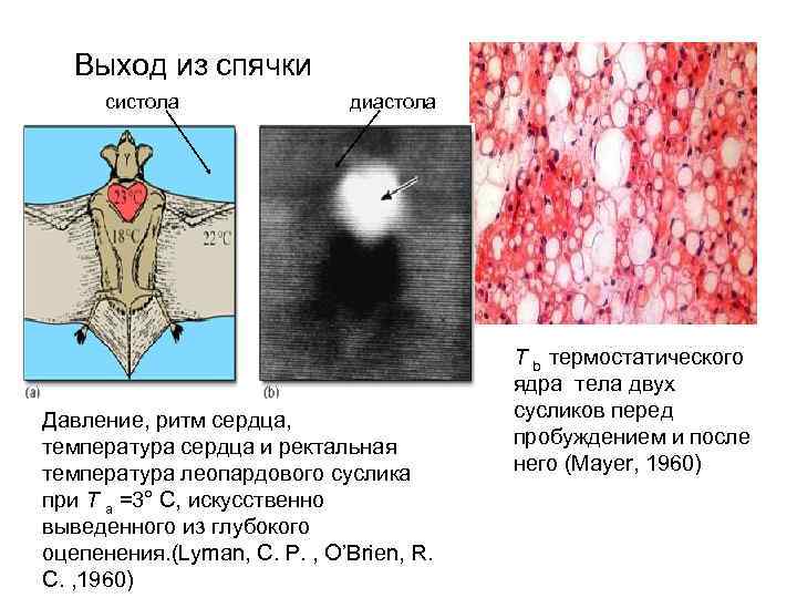 Выход из спячки систола диастола Давление, ритм сердца, температура сердца и ректальная температура леопардового