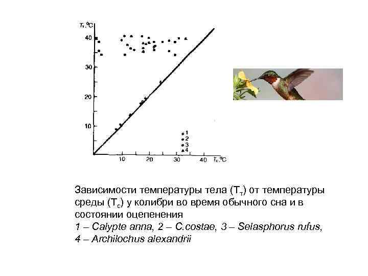Зависимости температуры тела (Тт) от температуры среды (Тс) у колибри во время обычного сна