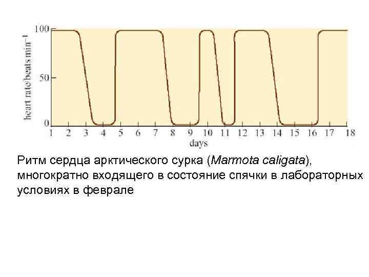 Ритм сердца арктического сурка (Marmota caligata), многократно входящего в состояние спячки в лабораторных условиях