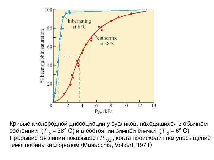 Кривые кислородной диссоциации у сусликов, находящихся в обычном состоянии (T b = 38° C)