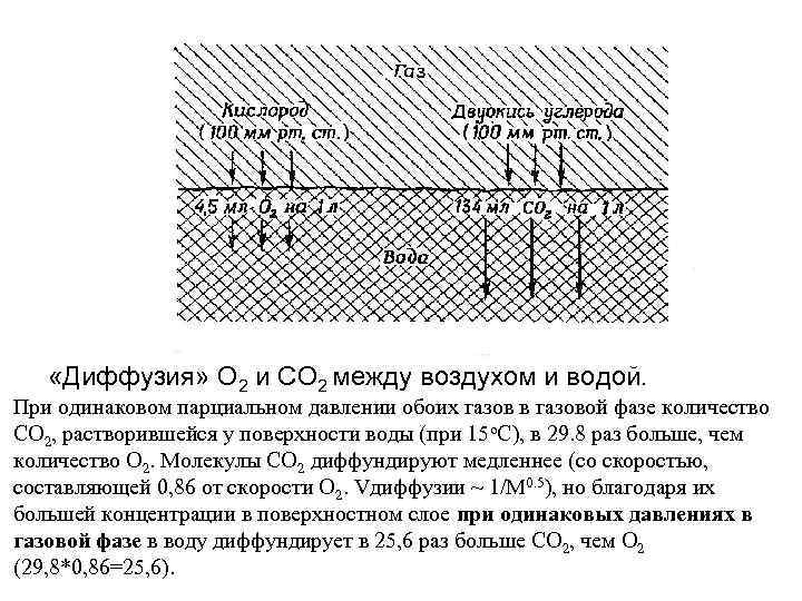  «Диффузия» O 2 и CO 2 между воздухом и водой. При одинаковом парциальном