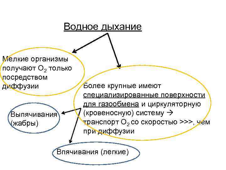 Водное дыхание Мелкие организмы получают О 2 только посредством диффузии Выпячивания (жабры) Более крупные