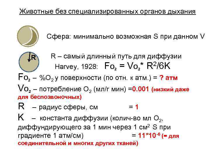 Животные без специализированных органов дыхания Сфера: минимально возможная S при данном V R R