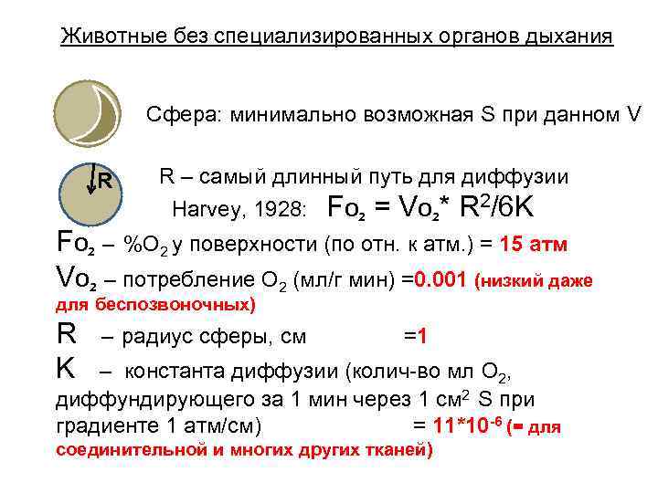 Животные без специализированных органов дыхания Сфера: минимально возможная S при данном V R R
