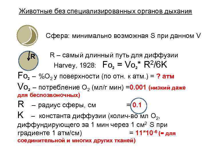Животные без специализированных органов дыхания Сфера: минимально возможная S при данном V R R