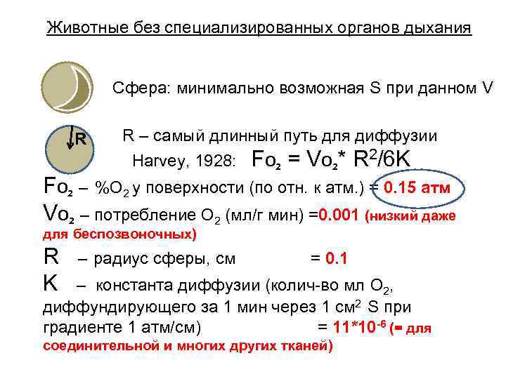 Животные без специализированных органов дыхания Сфера: минимально возможная S при данном V R R