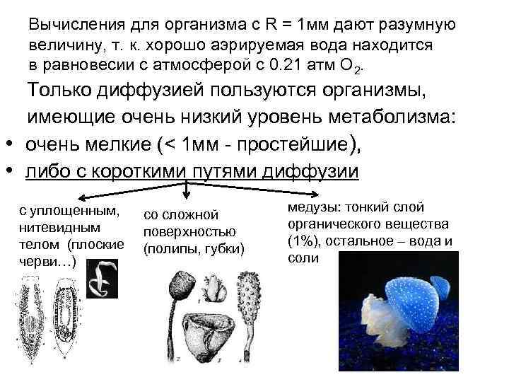 Вычисления для организма с R = 1 мм дают разумную величину, т. к. хорошо
