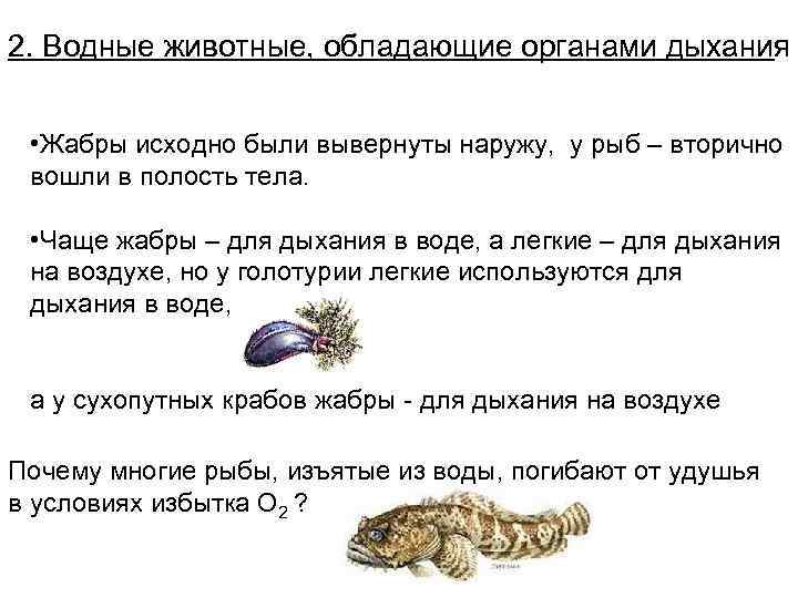 2. Водные животные, обладающие органами дыхания • Жабры исходно были вывернуты наружу, у рыб