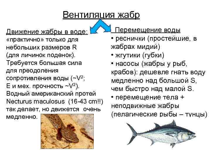 Вентиляция жабр Движение жабры в воде: «практично» только для небольших размеров R (для личинок