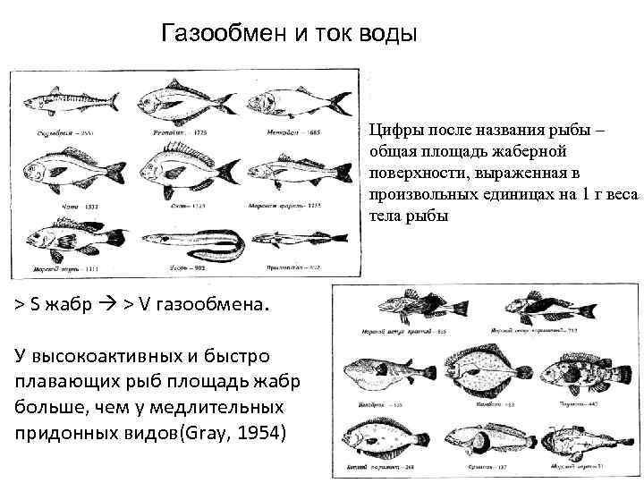 Газообмен и ток воды Цифры после названия рыбы – общая площадь жаберной поверхности, выраженная