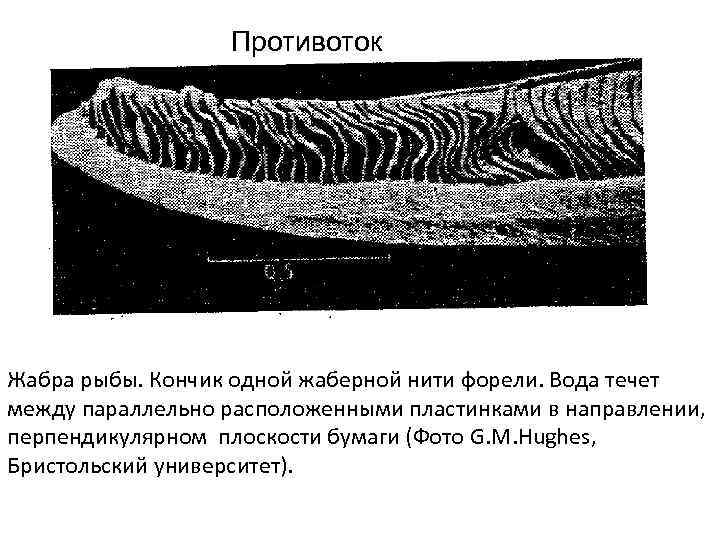 Противоток Жабра рыбы. Кончик одной жаберной нити форели. Вода течет между параллельно расположенными пластинками