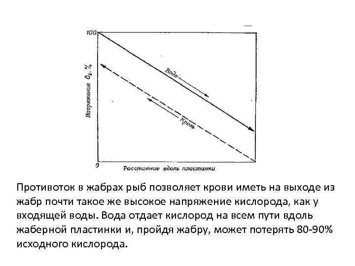 Противоток в жабрах рыб позволяет крови иметь на выходе из жабр почти такое же