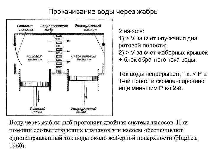 Прокачивание воды через жабры 2 насоса: 1) > V за счет опускания дна ротовой