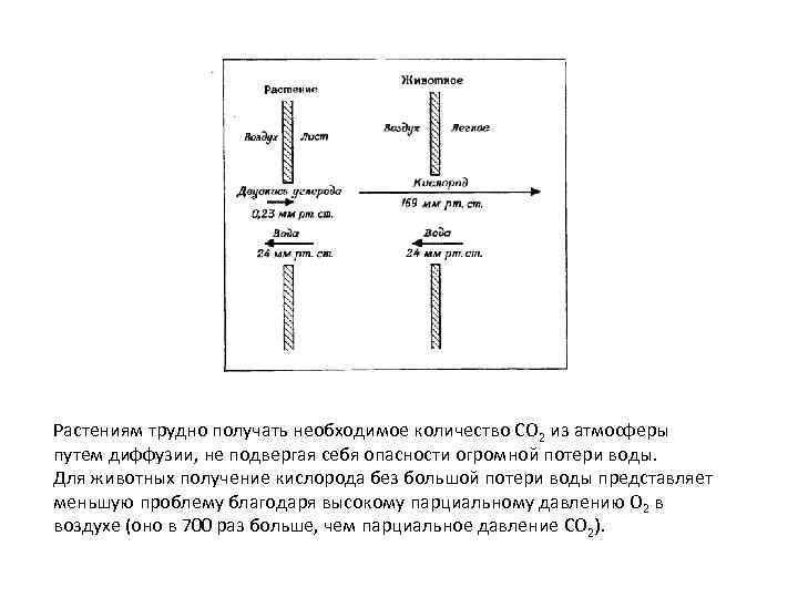 Растениям трудно получать необходимое количество СО 2 из атмосферы путем диффузии, не подвергая себя