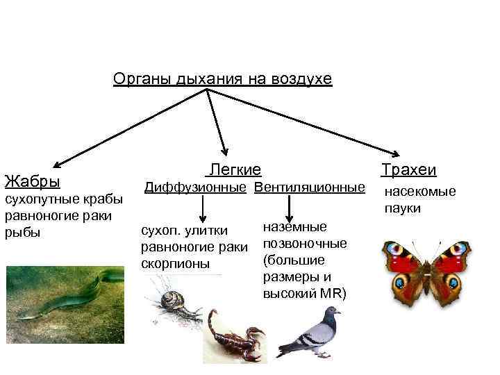 Органы дыхания на воздухе Жабры сухопутные крабы равноногие раки рыбы Легкие Трахеи Диффузионные Вентиляционные