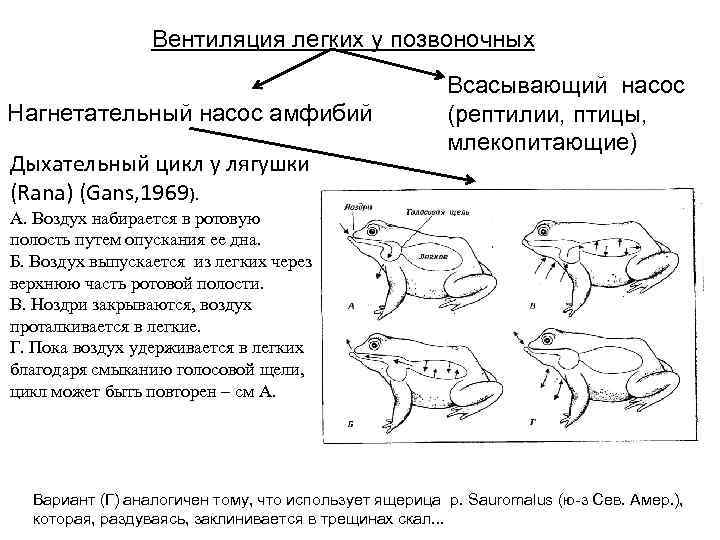 Вентиляция легких у позвоночных Нагнетательный насос амфибий Дыхательный цикл у лягушки (Rana) (Gans, 1969).