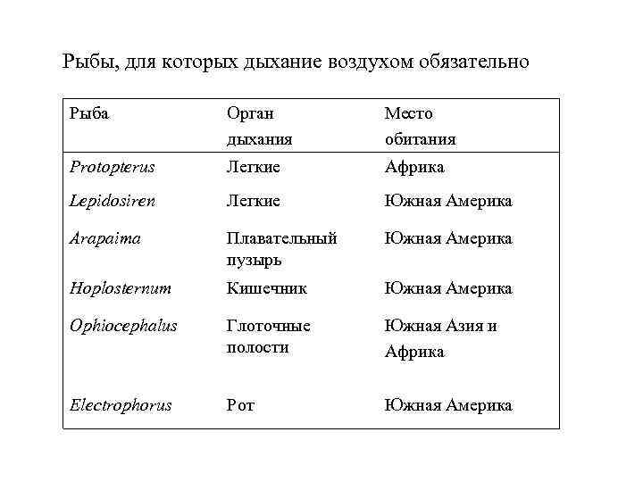 Рыбы, для которых дыхание воздухом обязательно Рыба Орган дыхания Место обитания Protopterus Легкие Африка