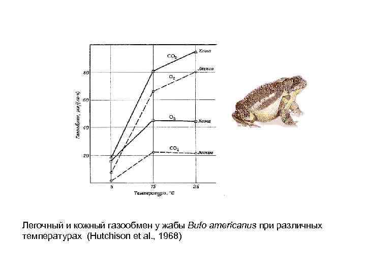 Легочный и кожный газообмен у жабы Bufo americanus при различных температурах (Hutchison et al.