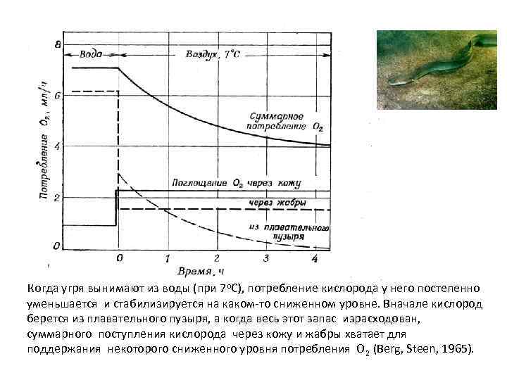  Когда угря вынимают из воды (при 7 о. С), потребление кислорода у него