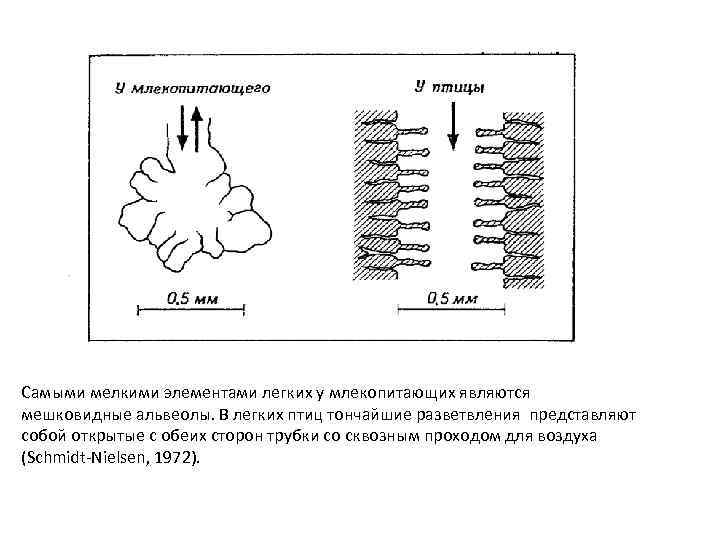 Альвеолы в легких у птиц. Легочные мембраны у млекопитающих. У млекопитающих мешковидные лёгкие. Легкие элементы.