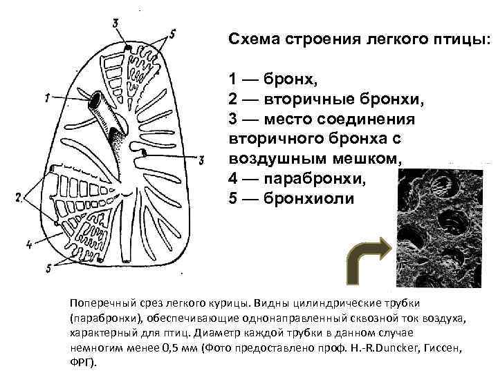 Схема строения легкого птицы: 1 — бронх, 2 — вторичные бронхи, 3 — место