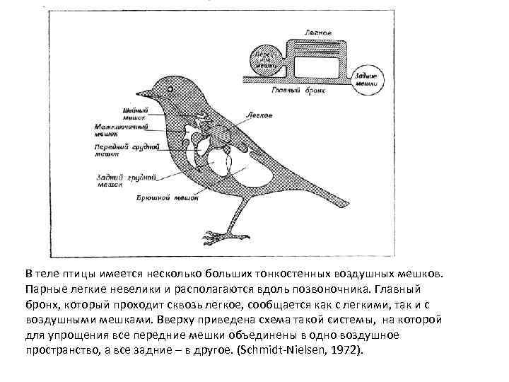 В теле птицы имеется несколько больших тонкостенных воздушных мешков. Парные легкие невелики и располагаются