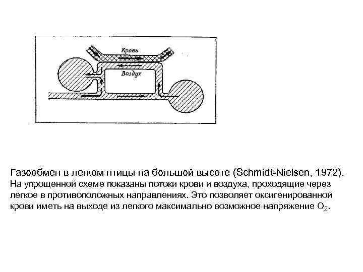 Газообмен в легком птицы на большой высоте (Schmidt-Nielsen, 1972). На упрощенной схеме показаны потоки