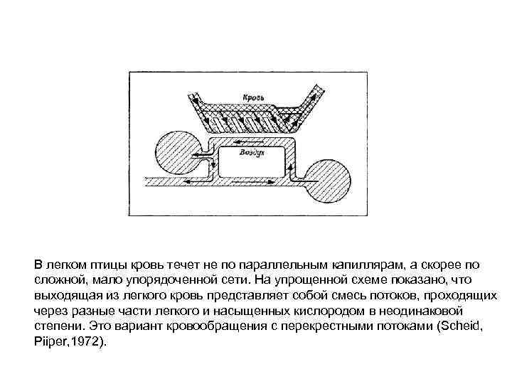 В легком птицы кровь течет не по параллельным капиллярам, а скорее по сложной, мало