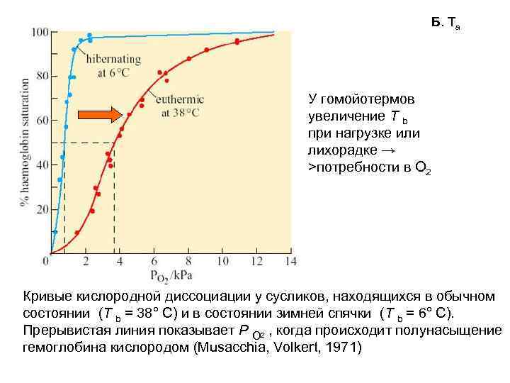 Б. Та У гомойотермов увеличение T b при нагрузке или лихорадке → >потребности в
