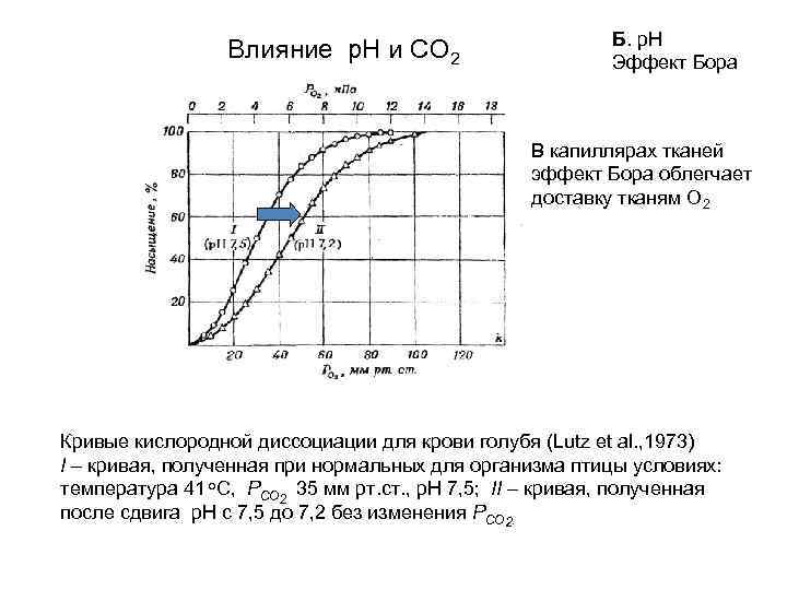 Влияние р. Н и СО 2 Б. p. H Эффект Бора В капиллярах тканей