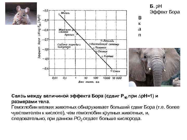 Б. p. H Эффект Бора В к а п Связь между величиной эффекта Бора