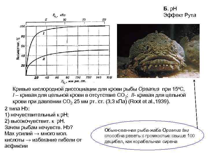 Б. p. H Эффект Рута Кривые кислородной диссоциации для крови рыбы Opsanus при 15