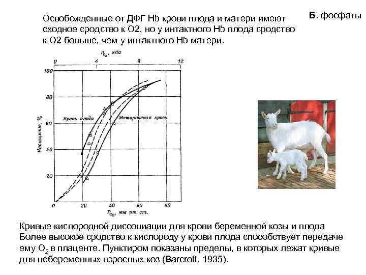 Освобожденные от ДФГ Нb крови плода и матери имеют сходное сродство к О 2,