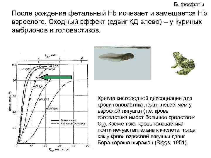 Б. фосфаты После рождения фетальный Нb исчезает и замещается Нb взрослого. Сходный эффект (сдвиг