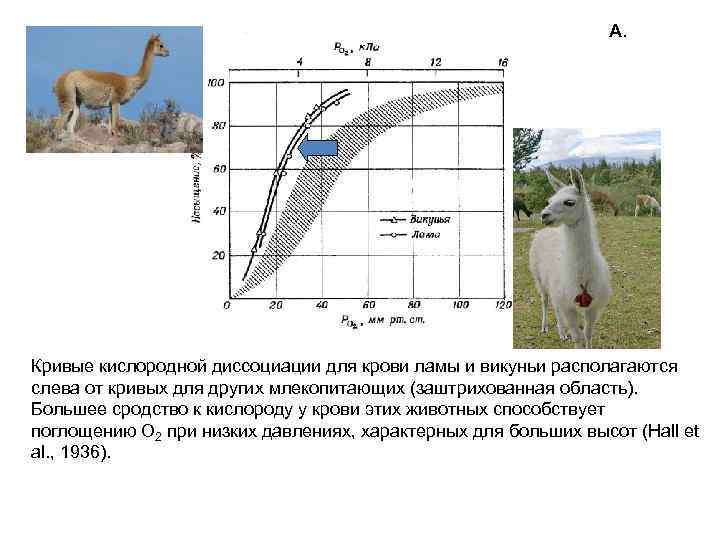 А. Кривые кислородной диссоциации для крови ламы и викуньи располагаются слева от кривых для