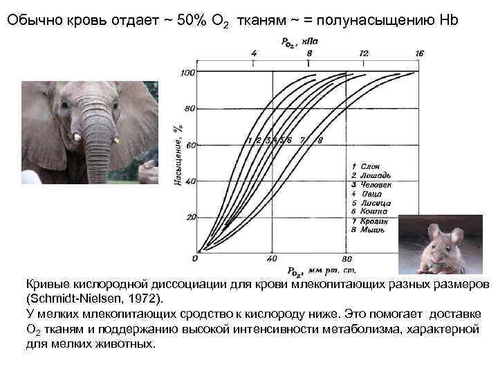 Обычно кровь отдает ~ 50% O 2 тканям ~ = полунасыщению Нb Кривые кислородной