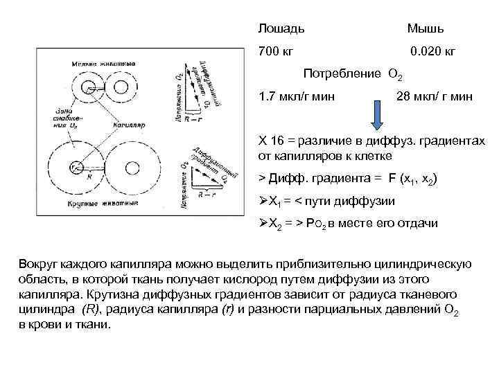 Лошадь Мышь 700 кг 0. 020 кг Потребление О 2 1. 7 мкл/г мин
