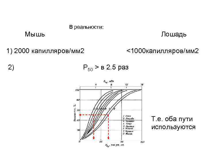  В реальности: Мышь Лошадь 1) 2000 капилляров/мм 2 <1000 капилляров/мм 2 2) P